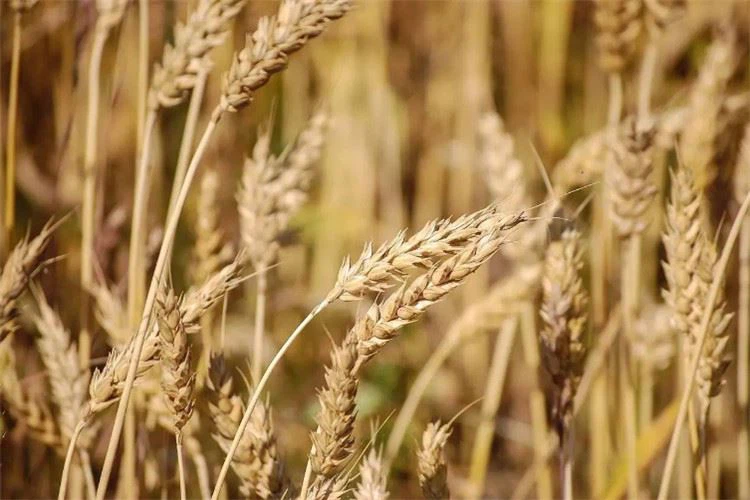 grain in ear grain in ear